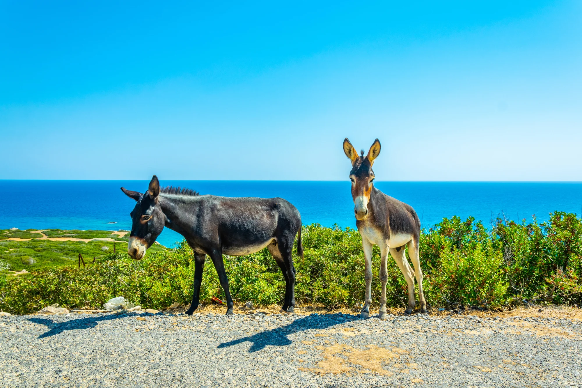 Wild donkeys on the road in the Karpaz Peninsula
